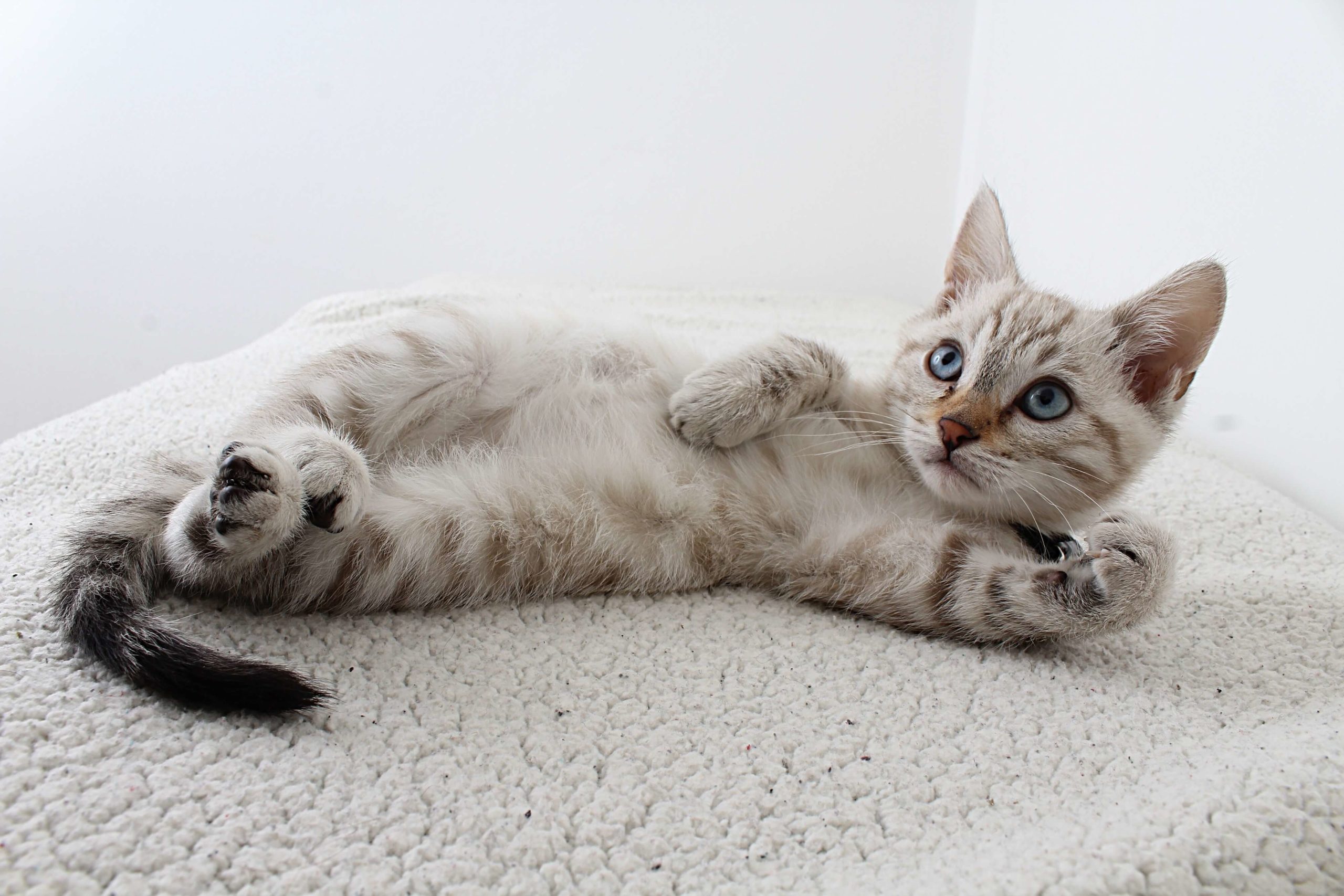 pexels-anel-rossouw-2558605-scaled light gray kitten laying on its back