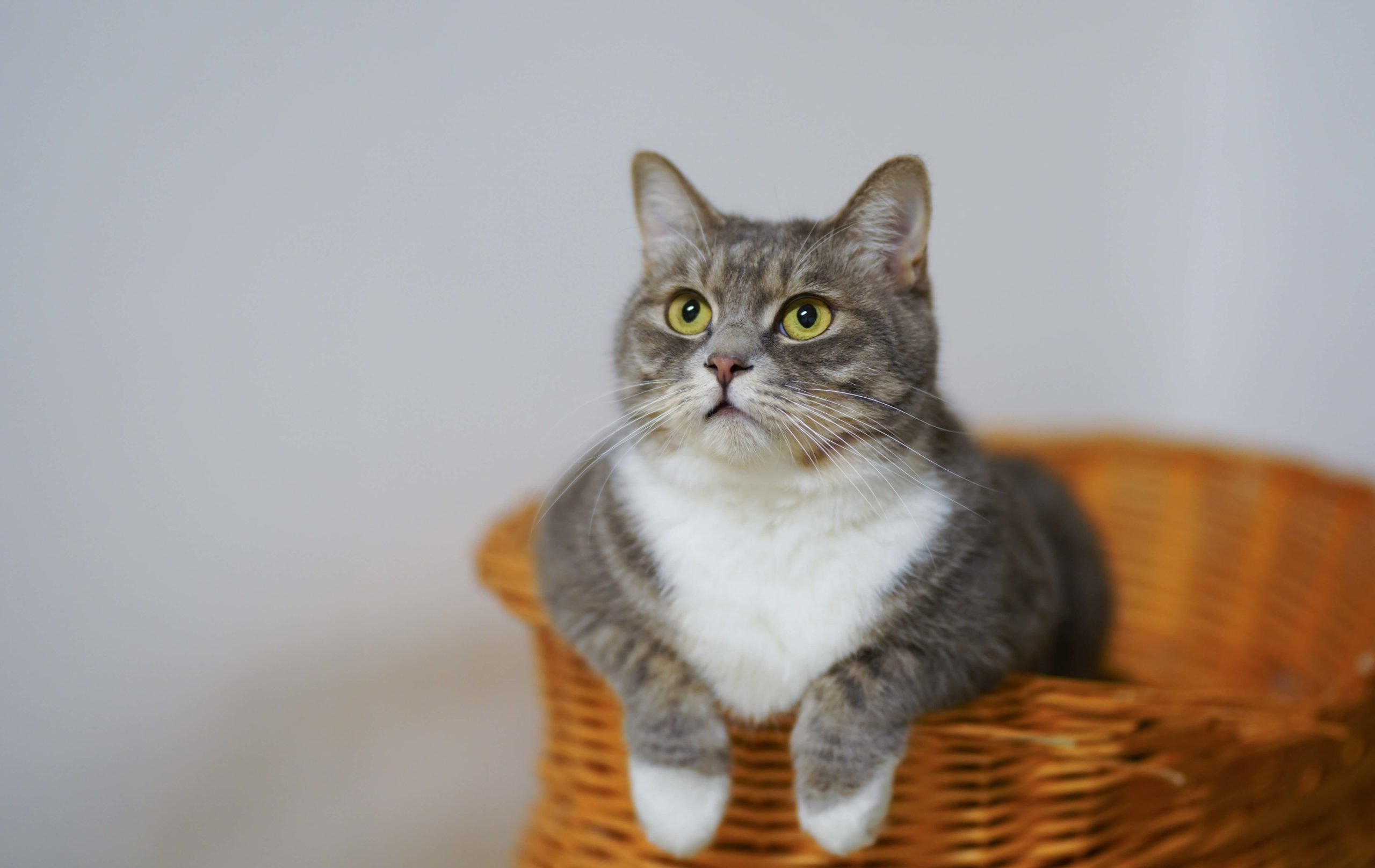 pexels-cats-coming-1543793-scaled gray and white cat leaning on a basket