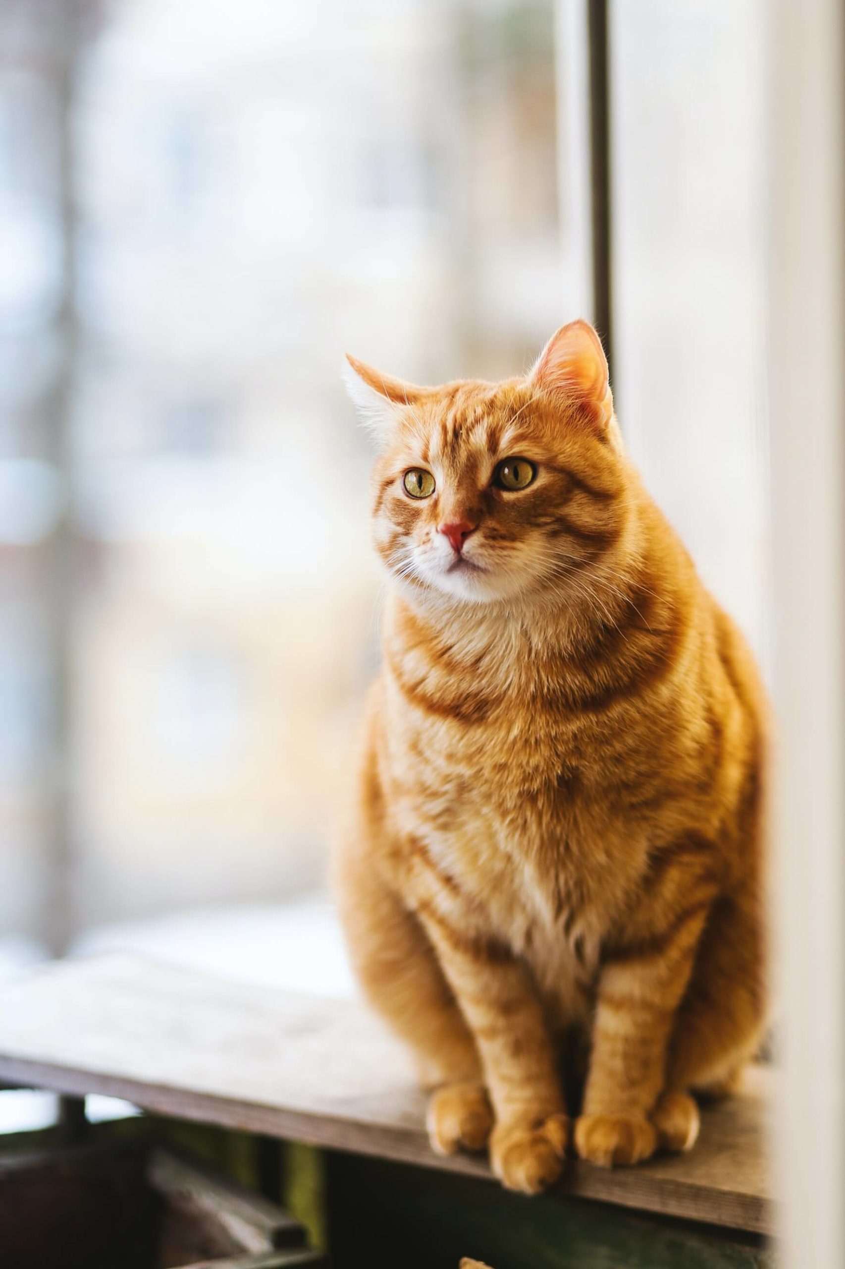 pexels-evg-culture-1170986-scaled chubby orange cat sitting on table