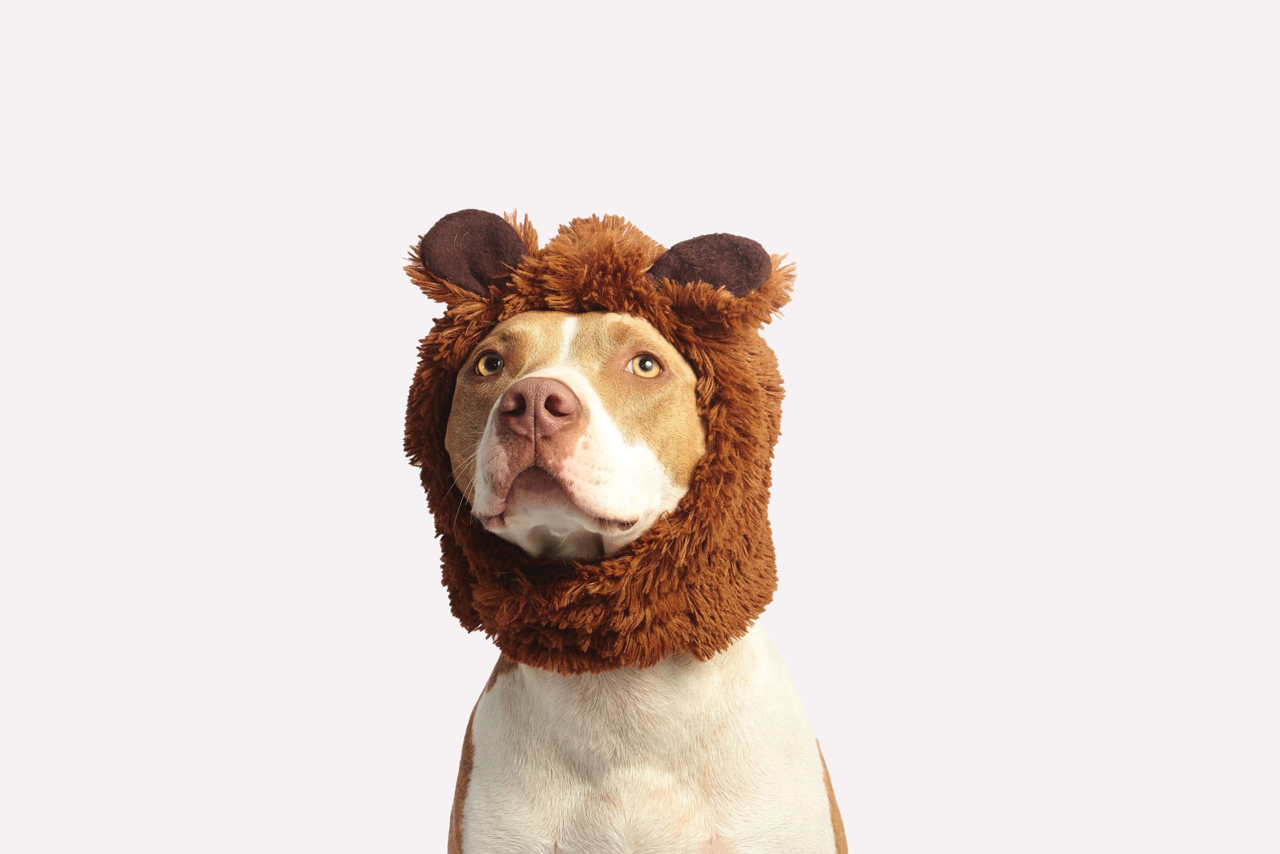 pexels-gilberto-reyes-825949-scaled white and light brown pitbull with a mask