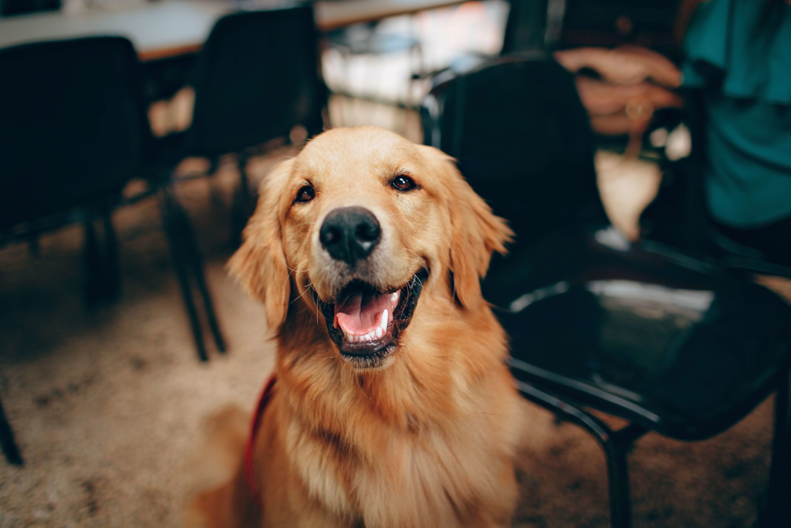 pexels-helena-lopes-2253275-scaled light brown dog sitting down smiling