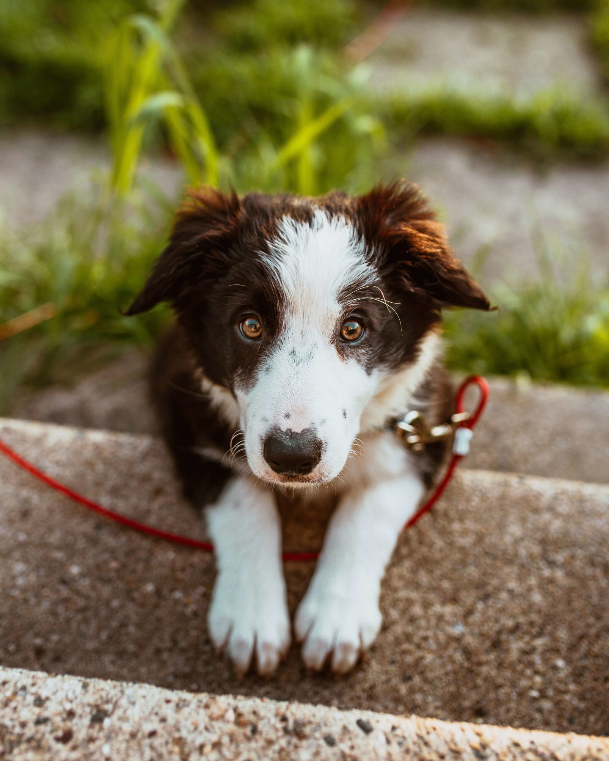 pexels-josh-hild-2820134-scaled black and white puppy sitting on stairs