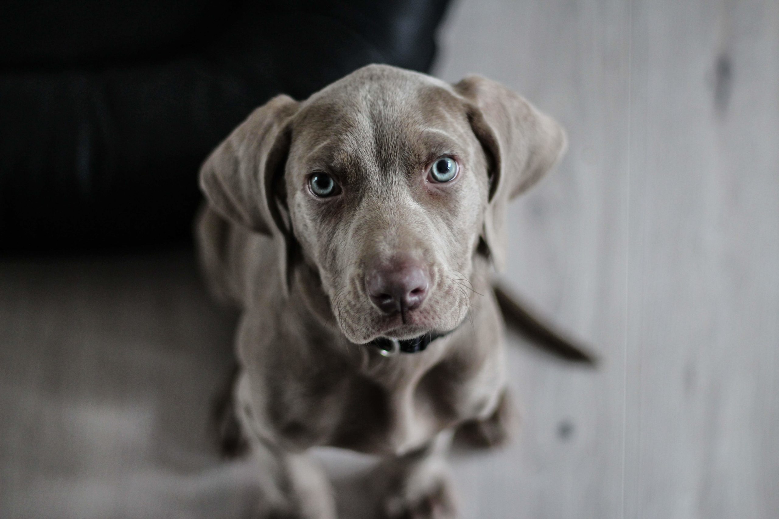 pexels-pixabay-97082-scaled gray dog sitting on floor