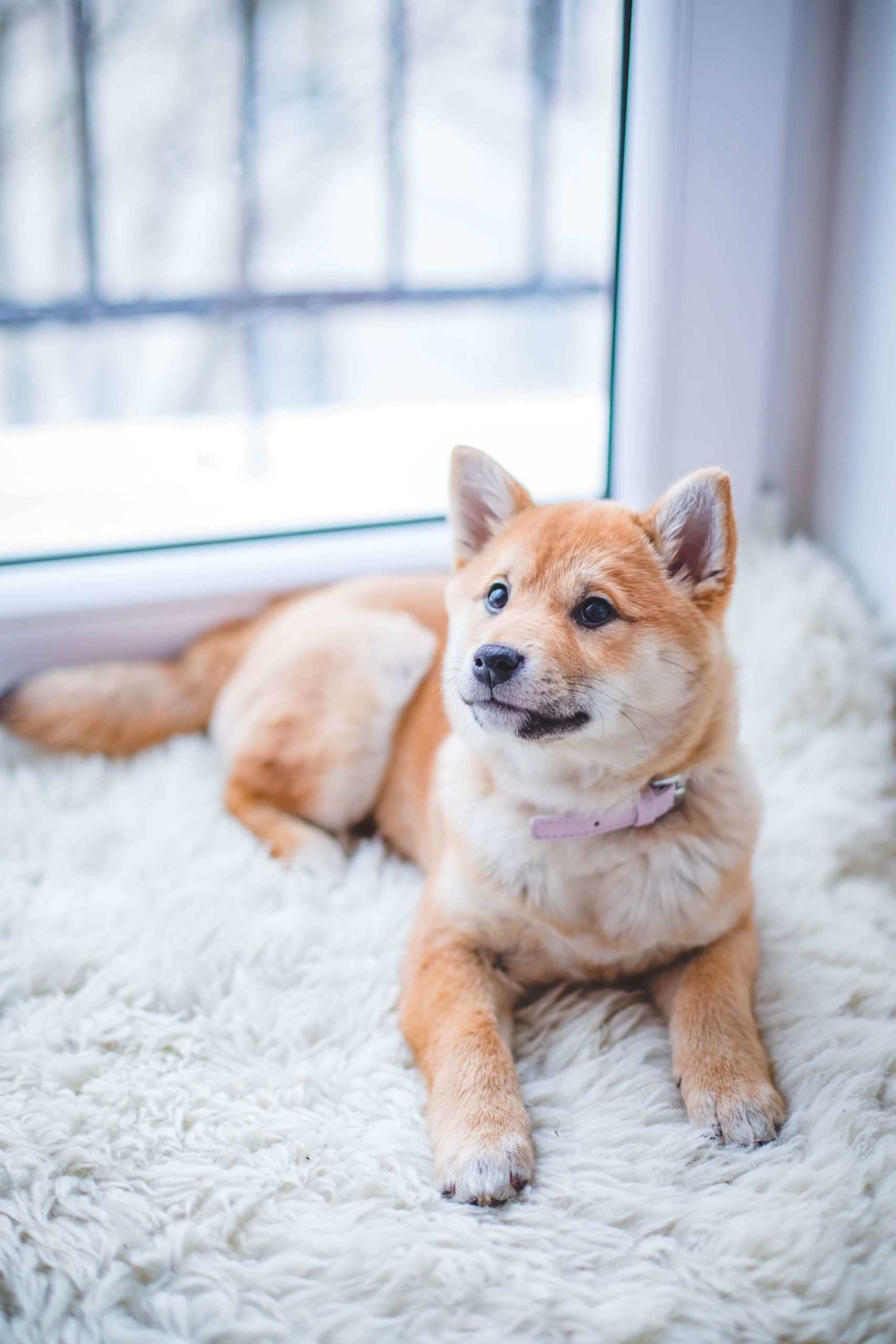 pexels-valeria-boltneva-1805164-scaled senior white and light brown dog laying on blanket