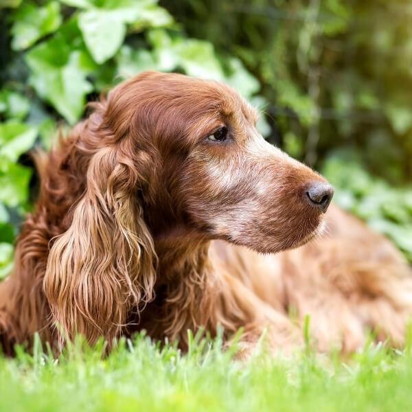 senior brown dog laying on grass
