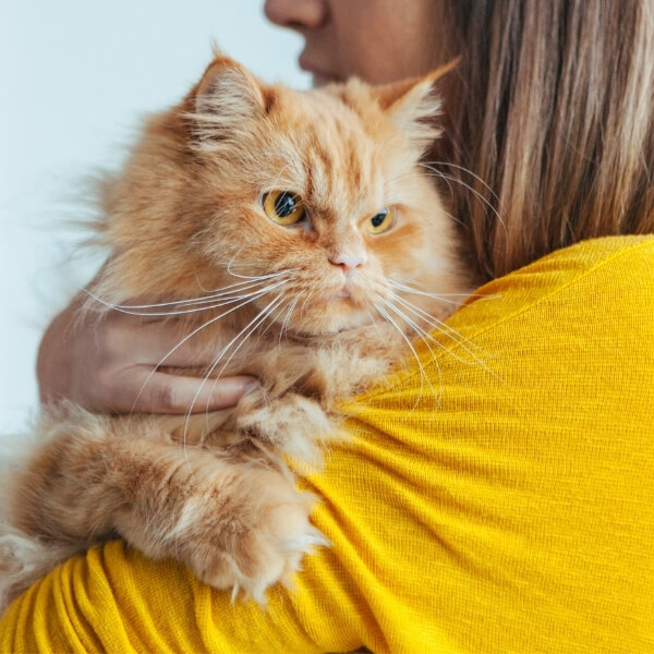 person hugging old orange cat