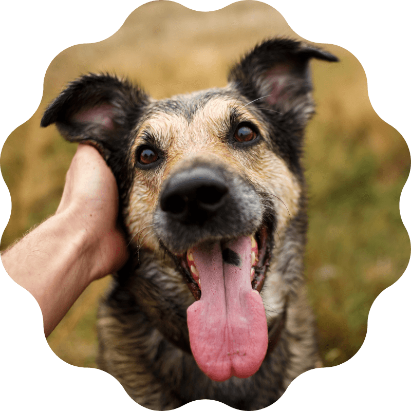 pinebrook - internal medicine Pinebrook Animal Hospital Reviews