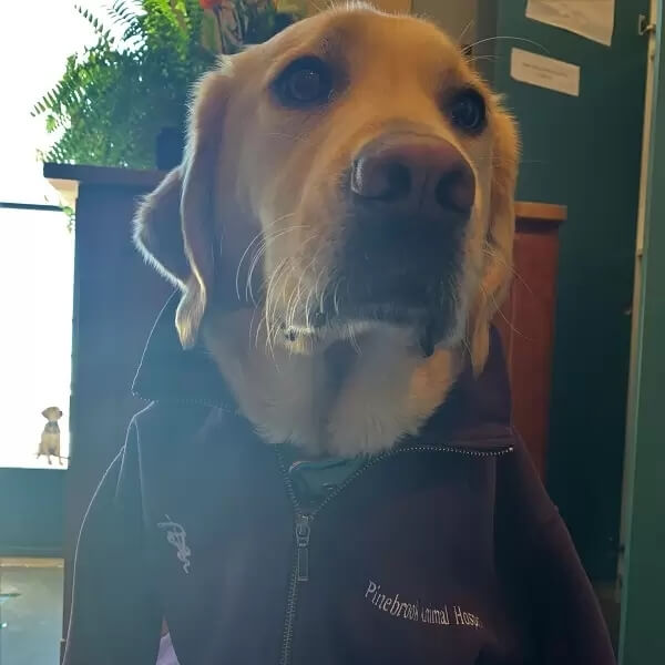 pinebrook - larry larry office mascot