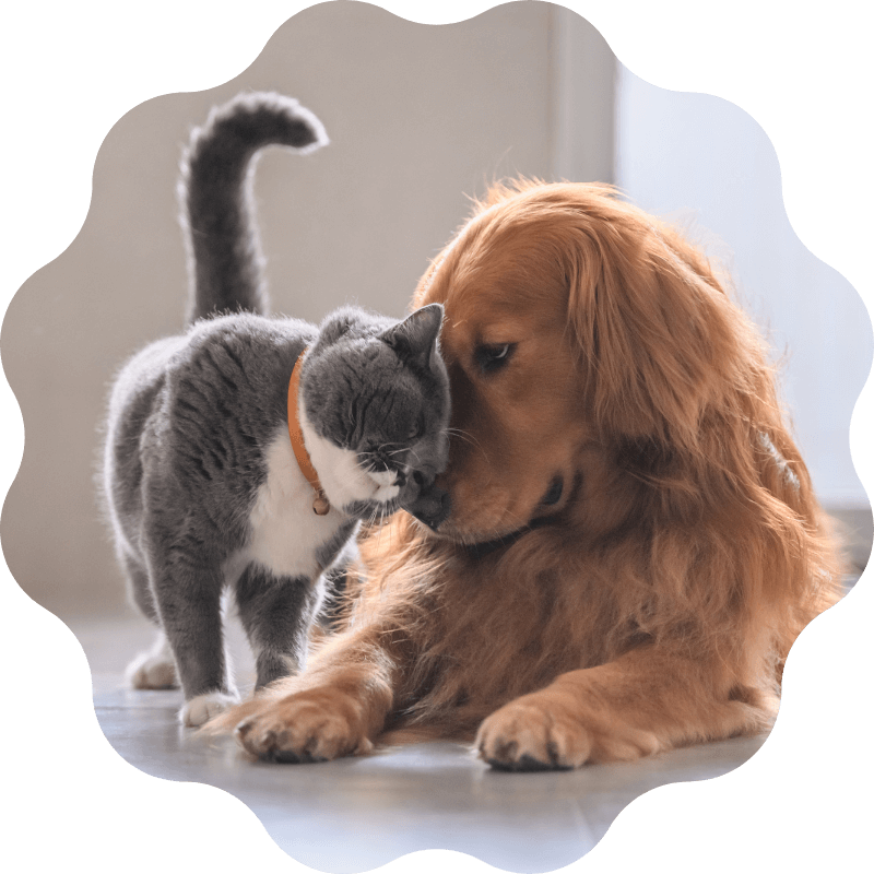 pinebrook - payment Pinebrook Animal Hospital Reviews