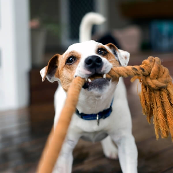 Dog pulling rope
