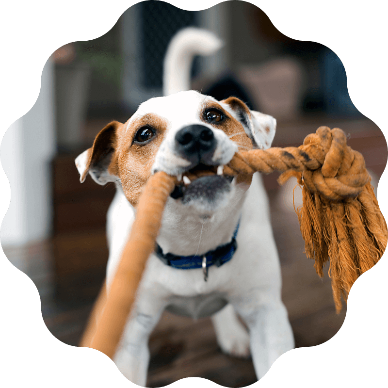 A dog playing with rope