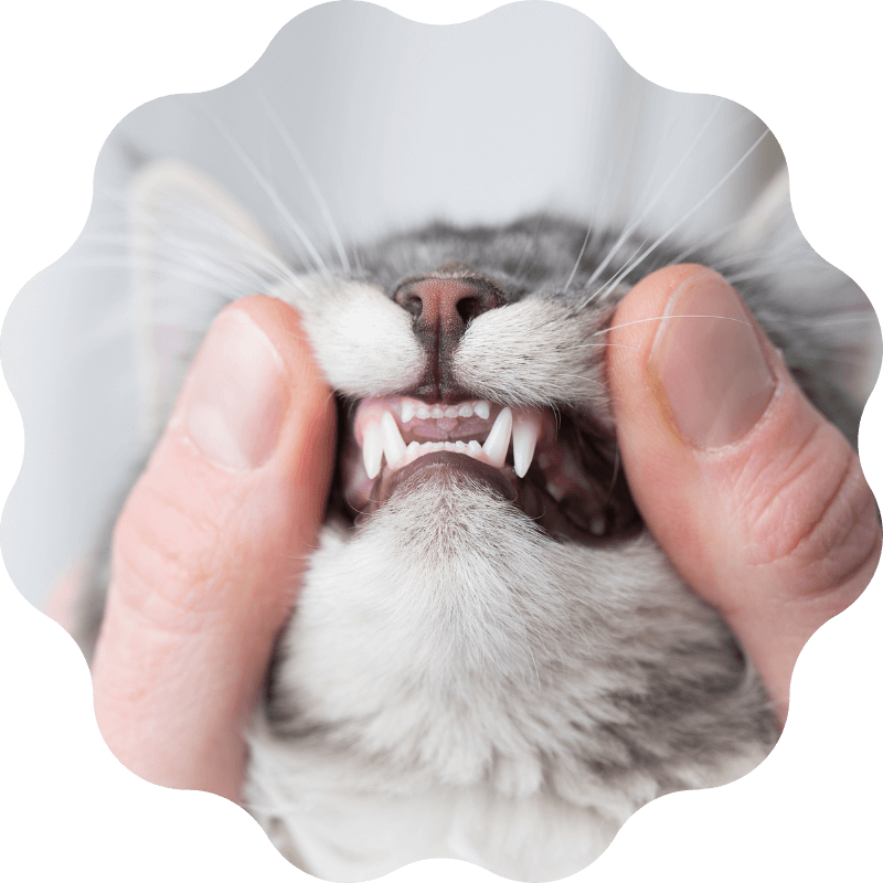 A person checking a cat's teeth