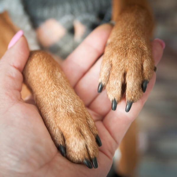 A Dog's paws in a person's hand