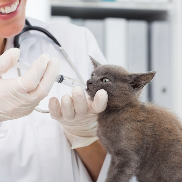 Vet giving medicine to cat