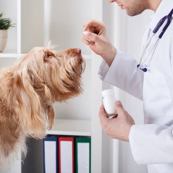 Vet giving medicine to dog