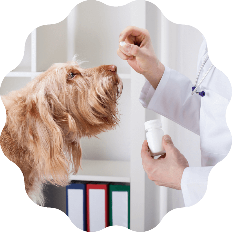 pinebrook - pet pharmacy Pinebrook Animal Hospital Reviews