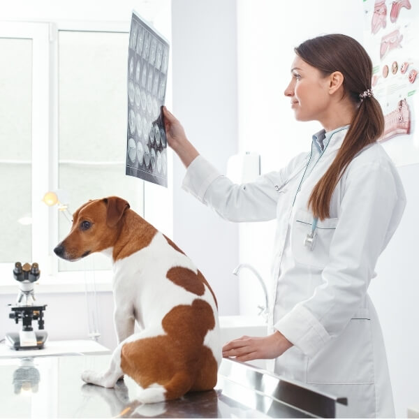 Vet examine xray with dog