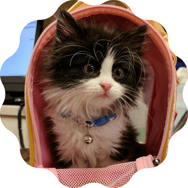 black and white cat sitting in pink carrying case