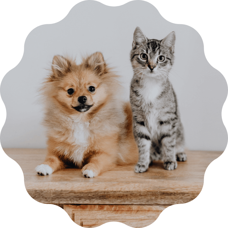 pinebrook - puppy and kitten Pinebrook Animal Hospital Reviews