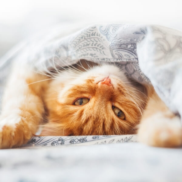 A Cat Lying Under a Blanket