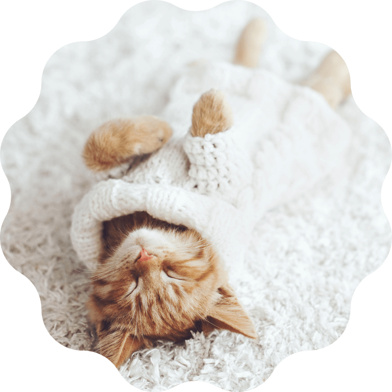 pinebrook - success Pinebrook Animal Hospital Reviews