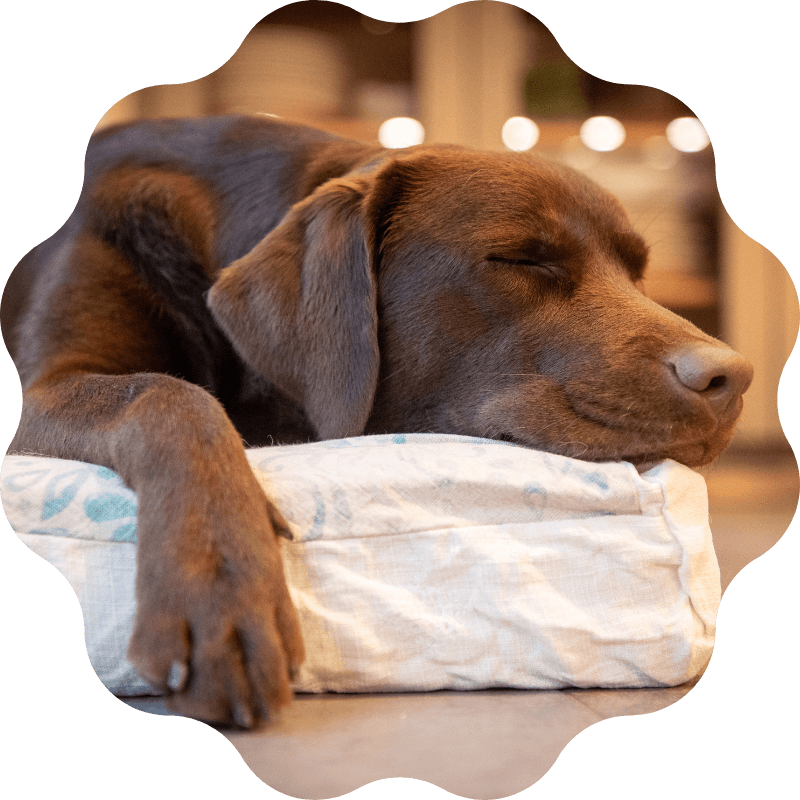 pinebrook - surgery Pinebrook Animal Hospital Reviews