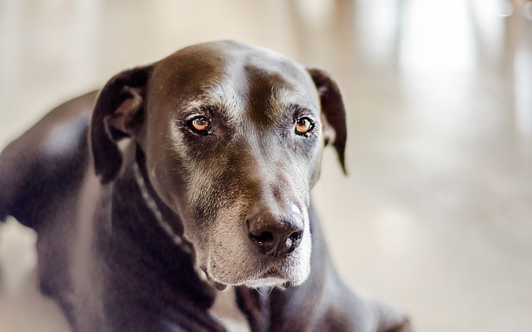 Preparing Your Pet For End-of-Life Care