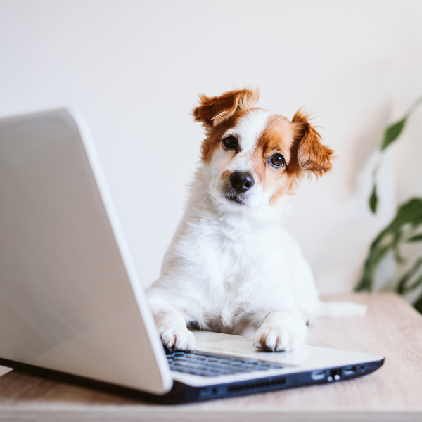 Puppy at Laptop