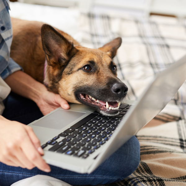Dog at Laptop