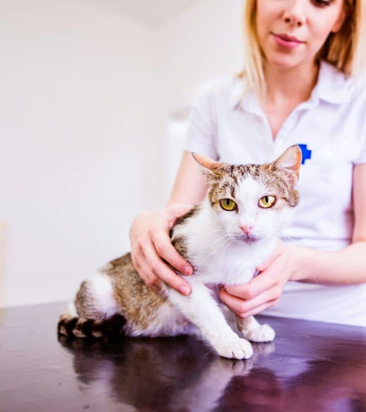 A cat on a table with a vet