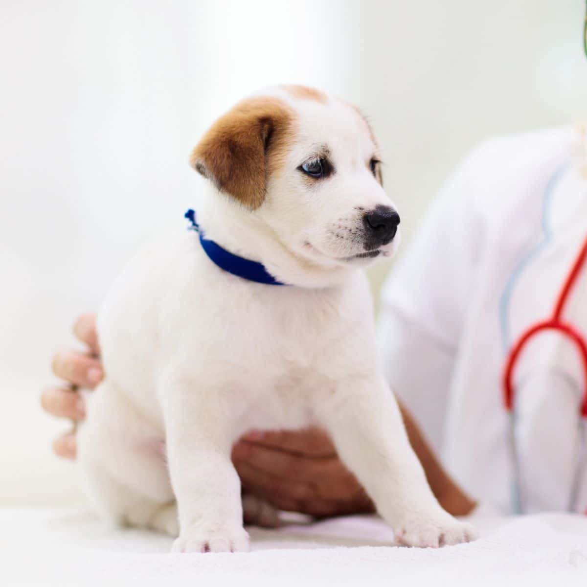 Pet Spay and Neuter