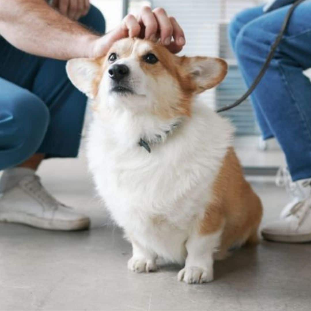 a vet hand on a dog head