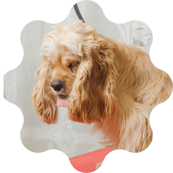 Pinebrook Animal Hospital Reviews