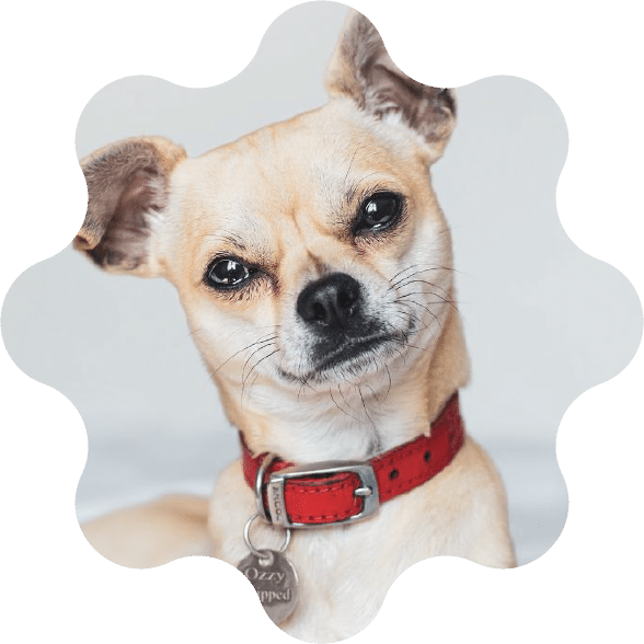 Pinebrook Animal Hospital Reviews