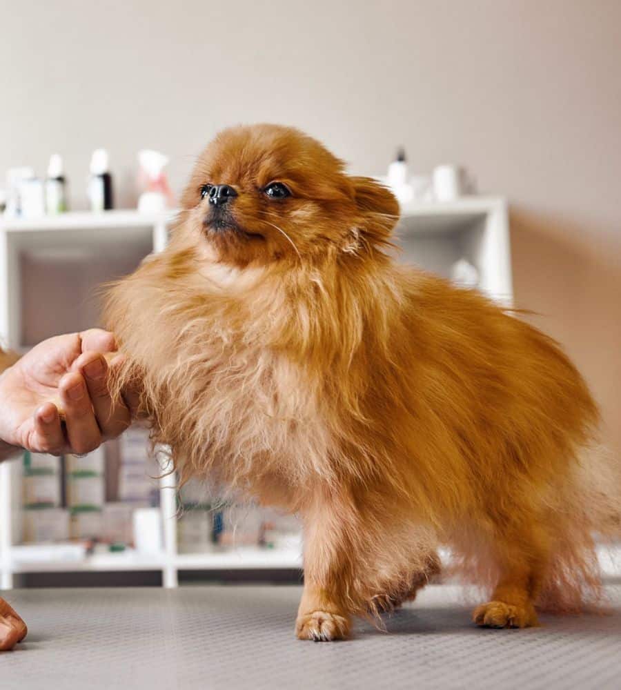 Veterinarian holding a dog's paw