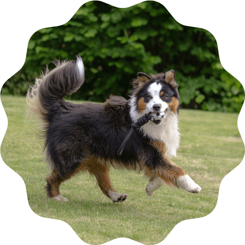 Gog playing fetch with a rope ball on the grass