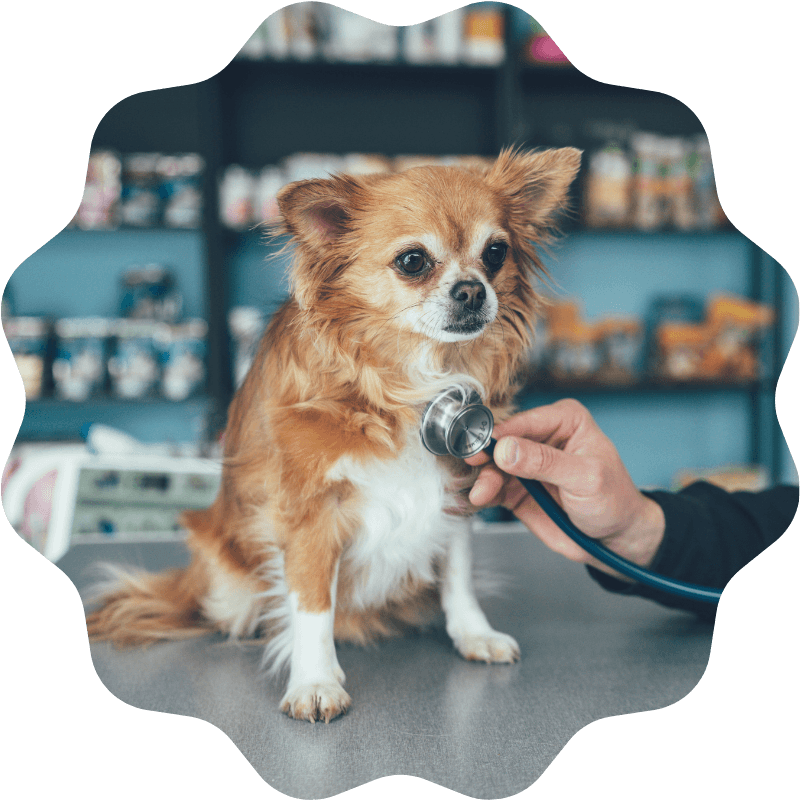 Vet examining a dog's heartbeat