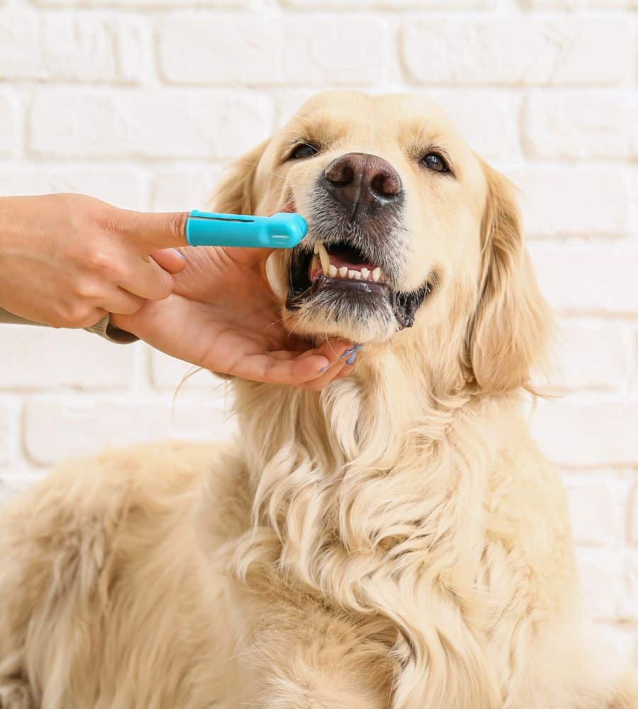 A person brushing the teeth of a cute dog