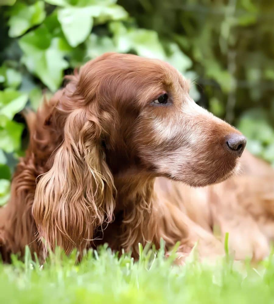 Old dog lying down in green grass