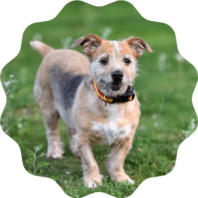 dog standing in a grassy field