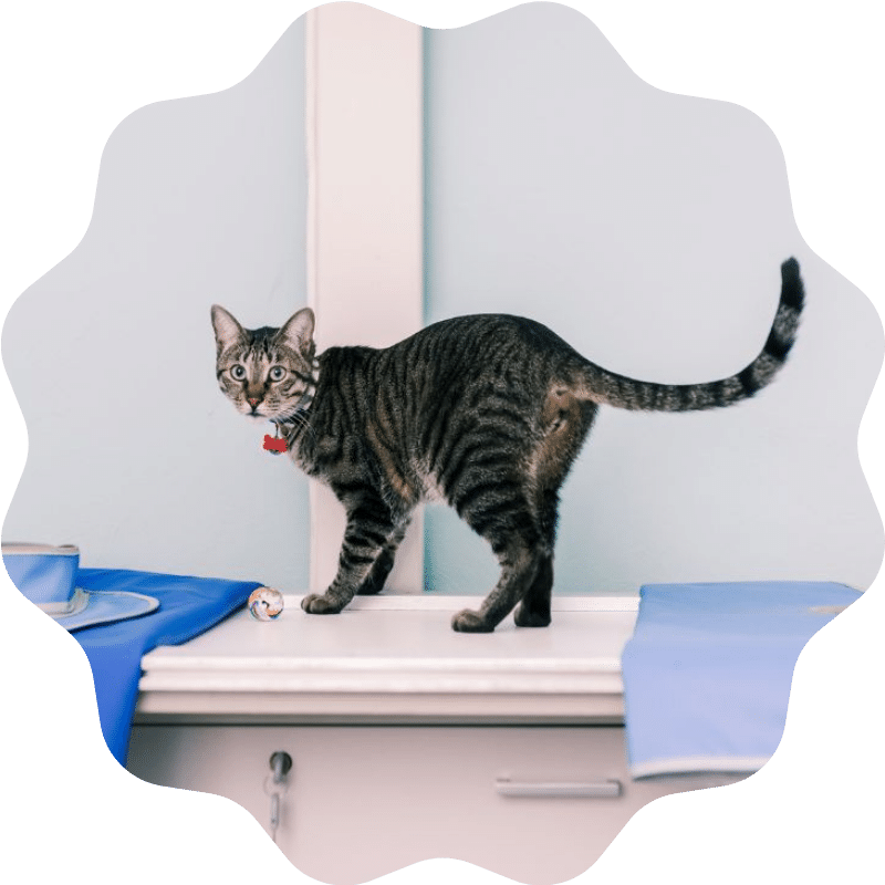 Cat over a X-ray machine in a veterinary clinic