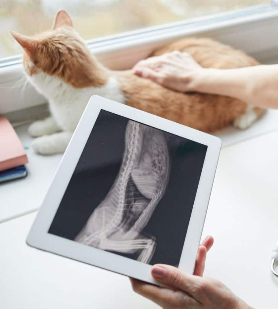 Vet examining cat X-ray on digital tablet