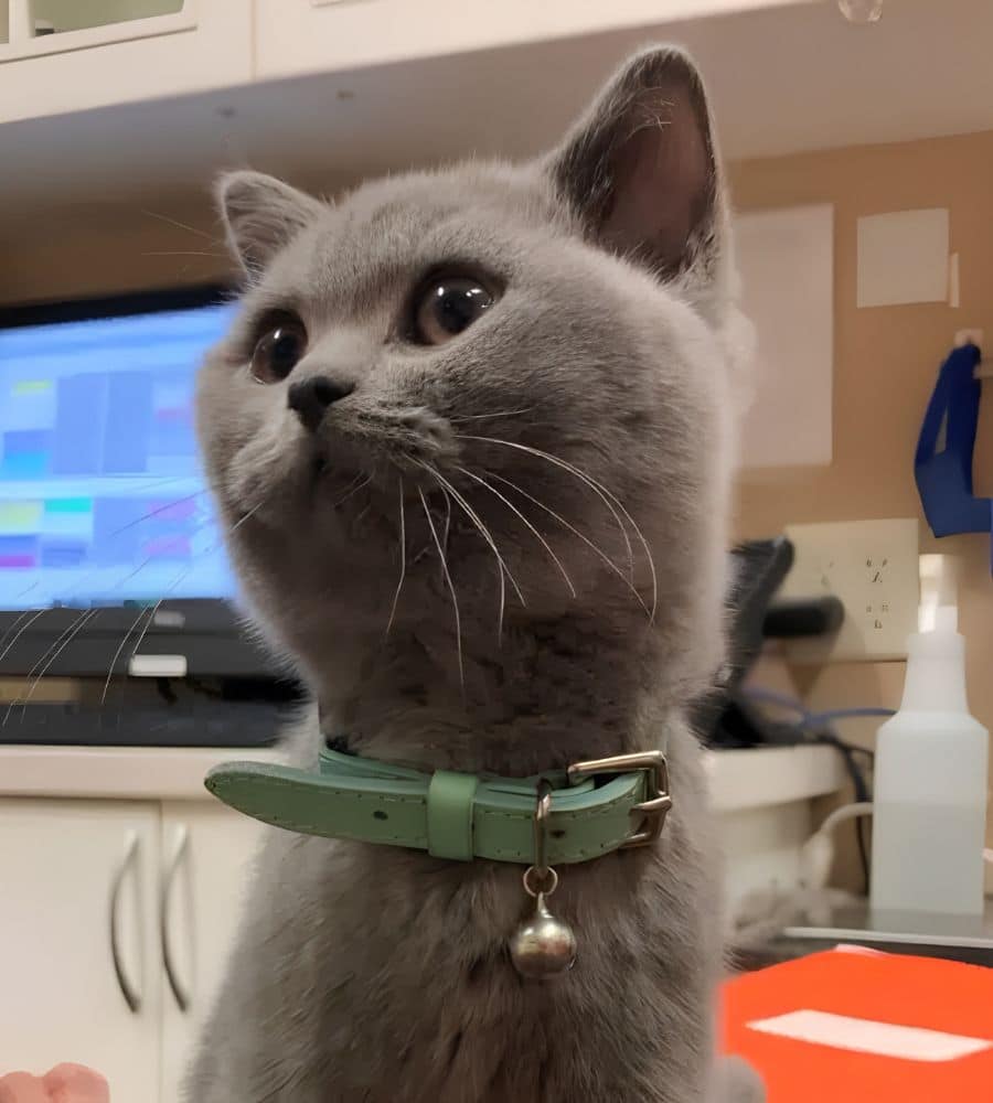 Grey kitten wearing a green collar