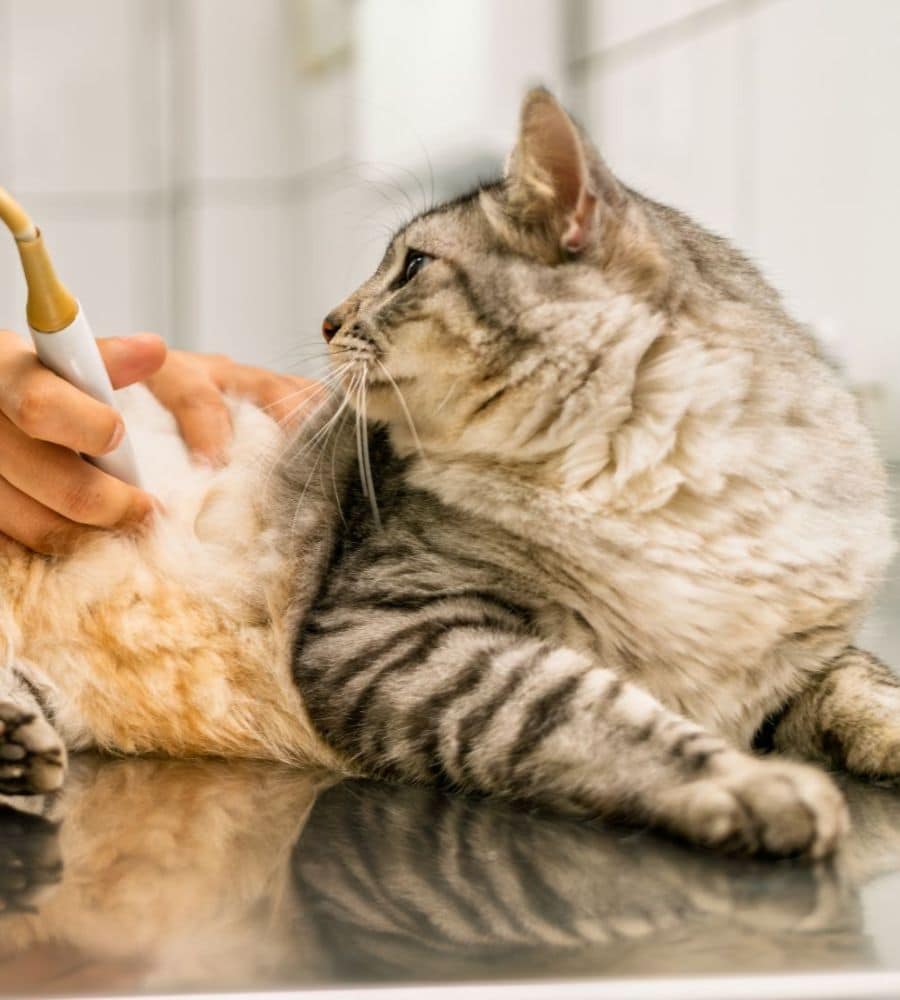 Veterinarian performing ultrasound examination on cat