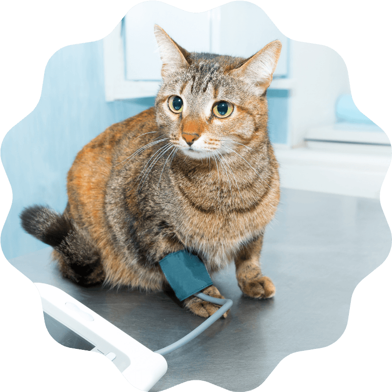 Cat on an exam table during a veterinary checkup