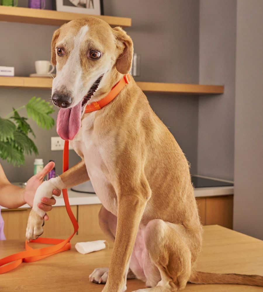 Vet applying bandage on dog's fore leg