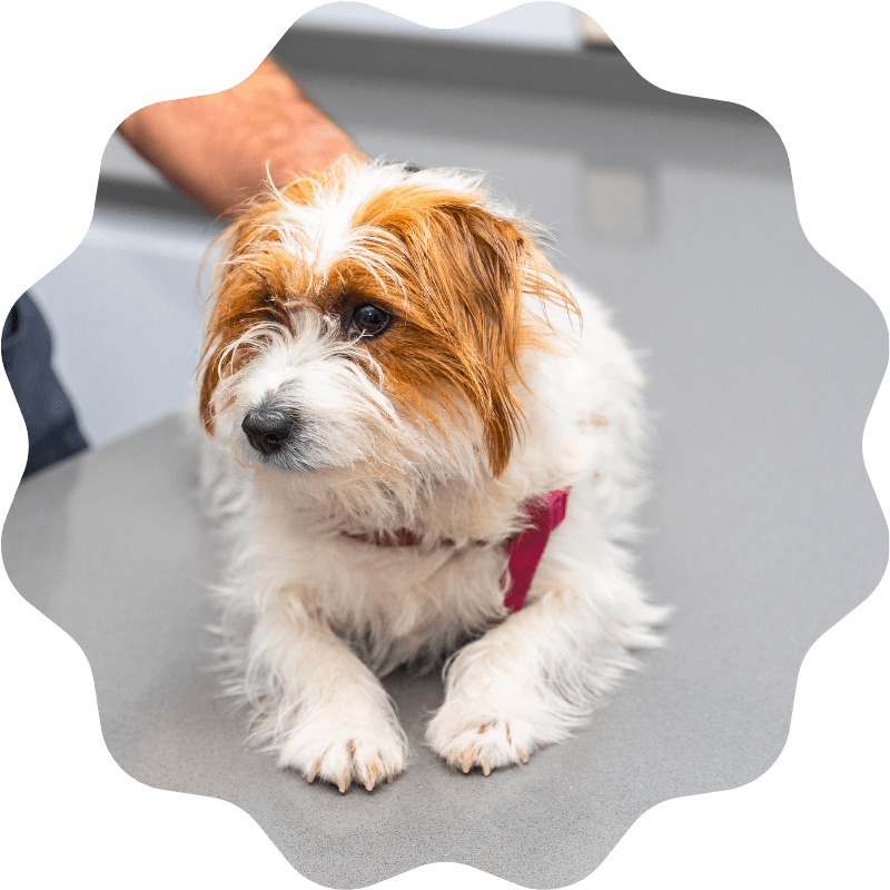 Veterinarian examining a small dog