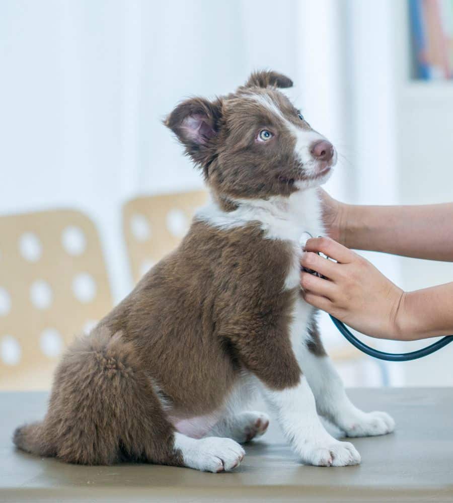 Vet examining a brown and white puppy