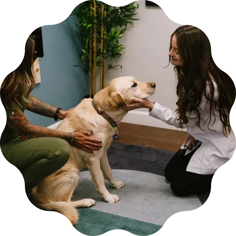 Veterinarian examining a yellow Labrador Retriever